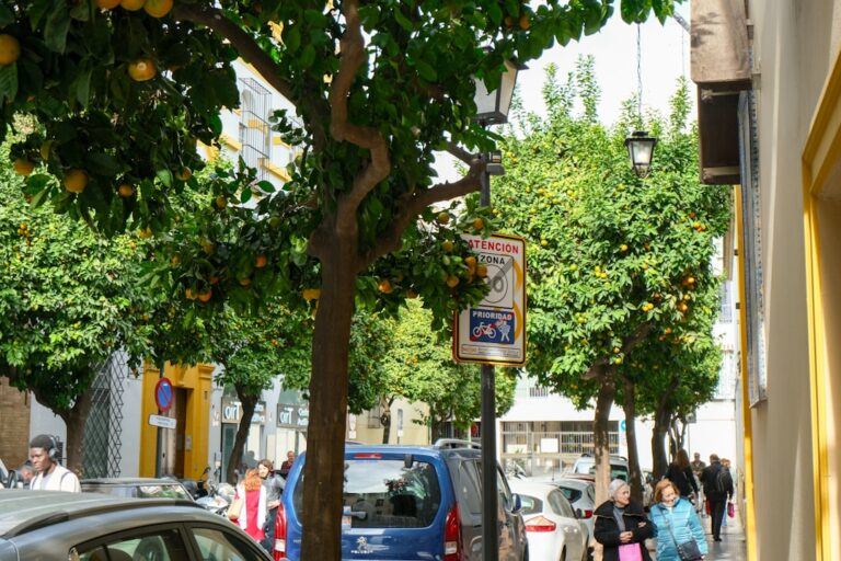 Street lined with orange trees and people walking.
